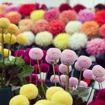 PORDENONE - SAJAM CVIJEĆA I PALMANOVA OUTLET [07.03.2026.]