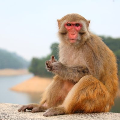 VELDEN AM WÖRTHERSEE, PLANINA MAJMUNA I VILLACH [28.3.2026.]